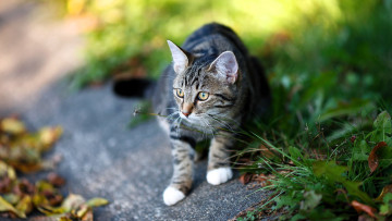 обоя животные, коты, кот, серый, трава, лужайка, дорожка, листья, осень