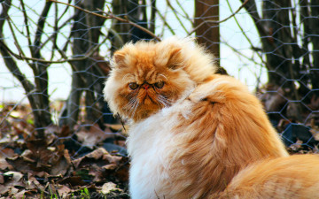 обоя животные, коты, кот, рыжий, сетка, забор, листья, кусты, осень