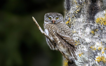 обоя животные, совы, сова, сук, дерево, лишайник