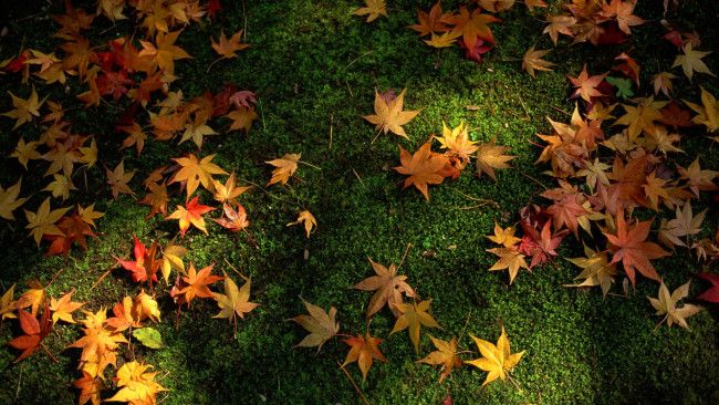 Обои картинки фото природа, листья, осень, трава
