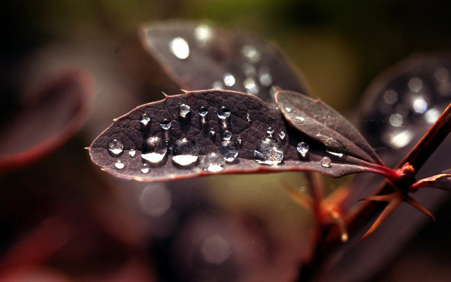 Обои картинки фото природа, листья, капли, ветка, иголки, шипы, макро