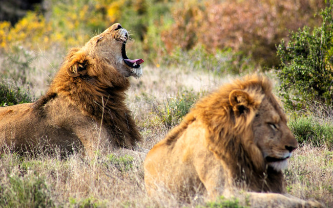 Обои картинки фото животные, львы, зевок, трава, кусты