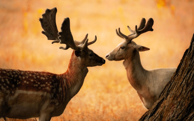 Обои картинки фото животные, олени, лани, пара, рога, трава, дерево