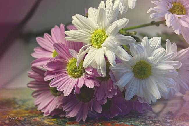 Обои картинки фото цветы, хризантемы