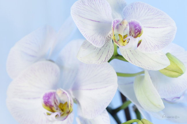 Обои картинки фото цветы, орхидеи