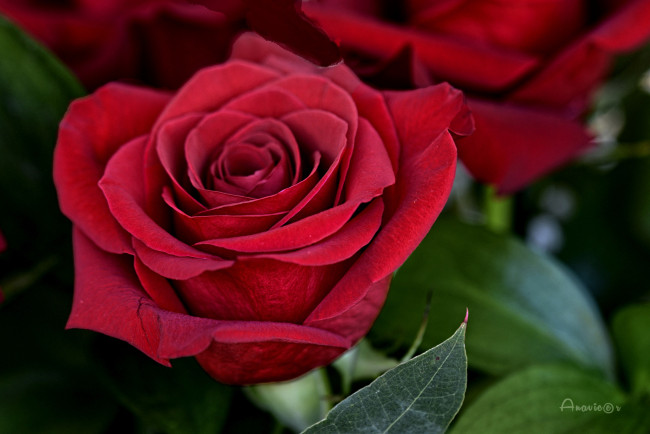 Обои картинки фото цветы, розы, цветок