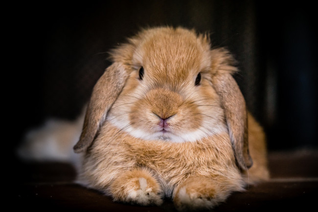 Обои картинки фото животные, кролики,  зайцы, кролик