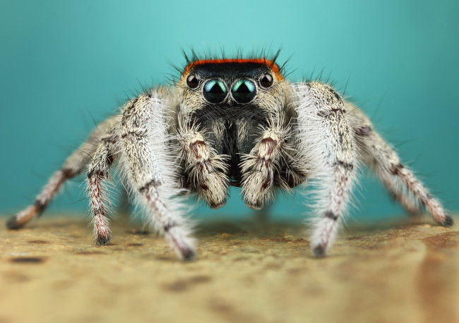 Обои картинки фото животные, пауки, мохнатый
