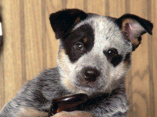 Картинка давай поиграем животные собаки