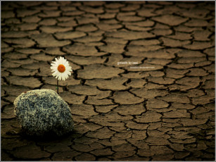 Картинка цветы ромашки