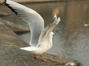 обоя животные, Чайки, бакланы, крачки