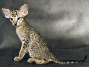 Картинка животные коты