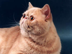 Картинка животные коты