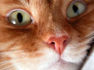 Картинка животные коты