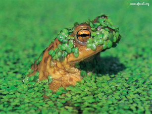Картинка животные лягушки