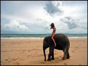 Картинка животные слоны