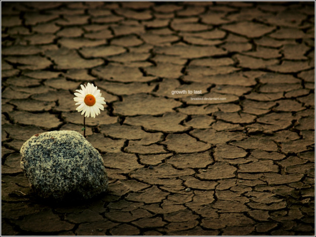 Обои картинки фото цветы, ромашки