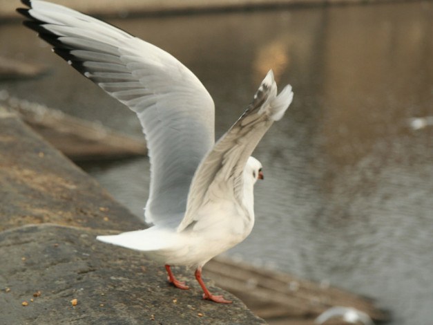 Обои картинки фото животные, Чайки, бакланы, крачки