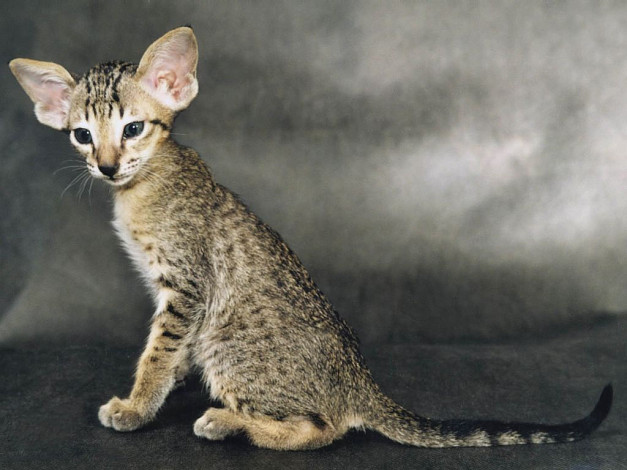 Обои картинки фото животные, коты