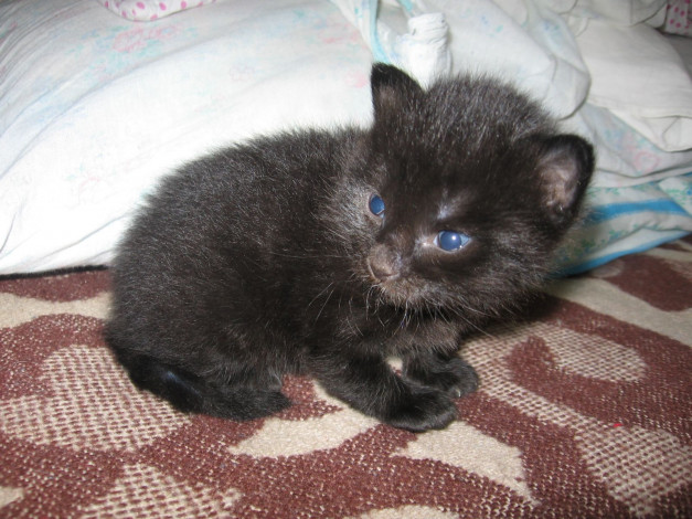 Обои картинки фото животные, коты