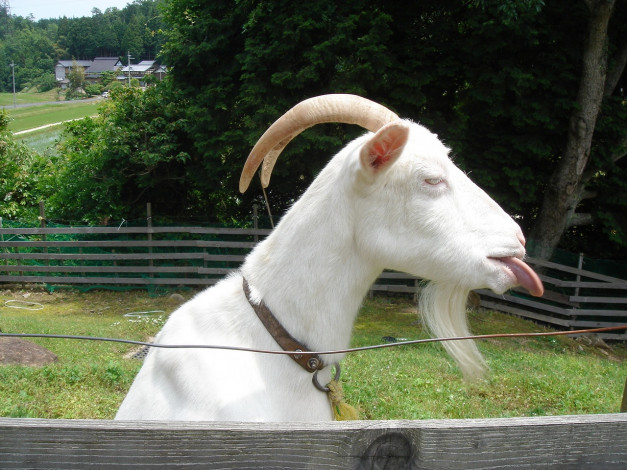 Обои картинки фото животные, козы