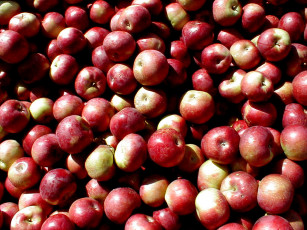 Картинка еда Яблоки