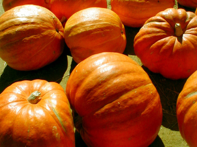 Обои картинки фото еда, тыква