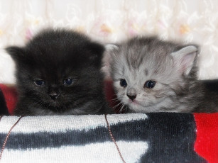 Картинка bambaster давай сбежим животные коты