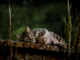 Картинка begonia *** животные коты