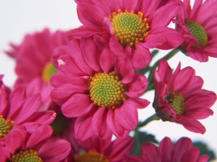 Картинка цветы хризантемы