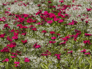 Картинка цветы разные вместе