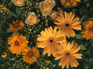 Картинка цветы разные вместе