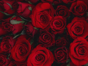 Картинка цветы розы