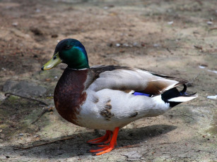 Картинка дядя саша красавец животные утки