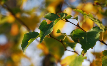 Картинка природа