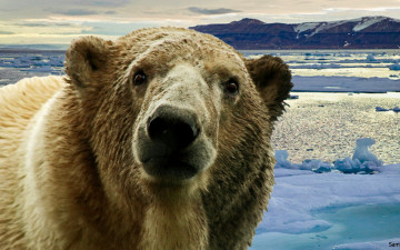 Картинка животные медведи