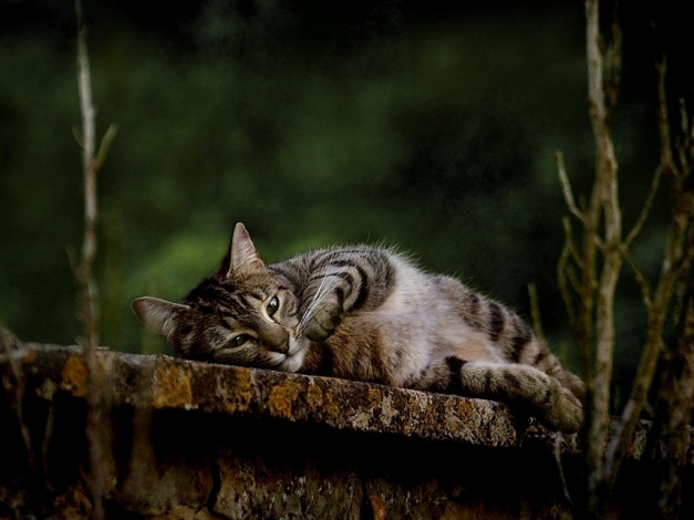 Обои картинки фото begonia, ***, животные, коты