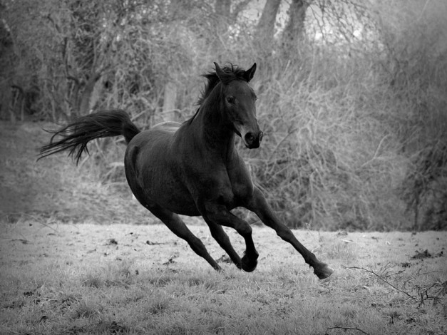 Обои картинки фото begonia, freedom, животные, лошади