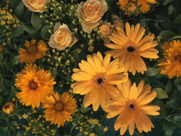 Обои картинки фото цветы, разные, вместе