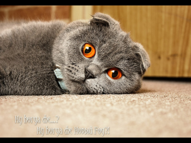 Обои картинки фото eugene, kulikov, ну, когда, же, животные, коты