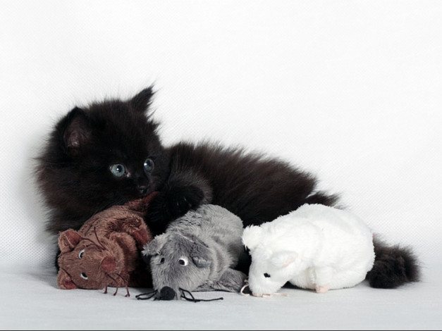 Обои картинки фото гинтер, галина, всё, моё, животные, коты