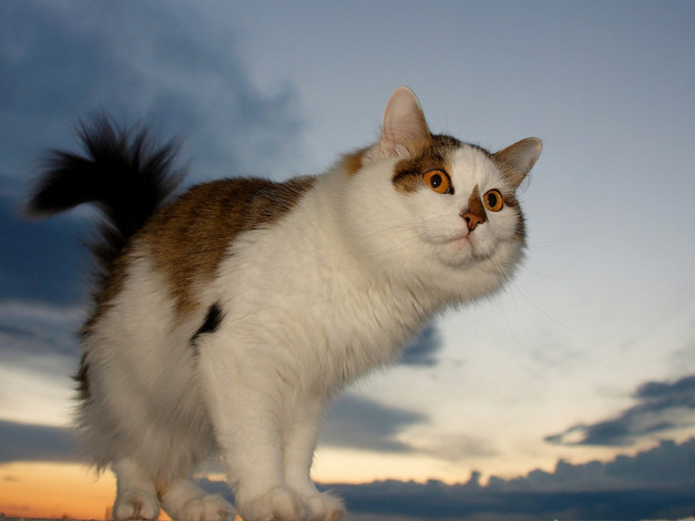 Обои картинки фото павел, не, думай, секундах, высока, животные, коты