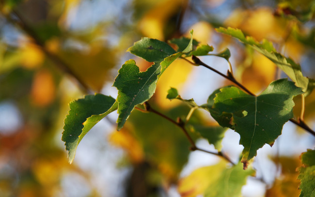 Обои картинки фото природа