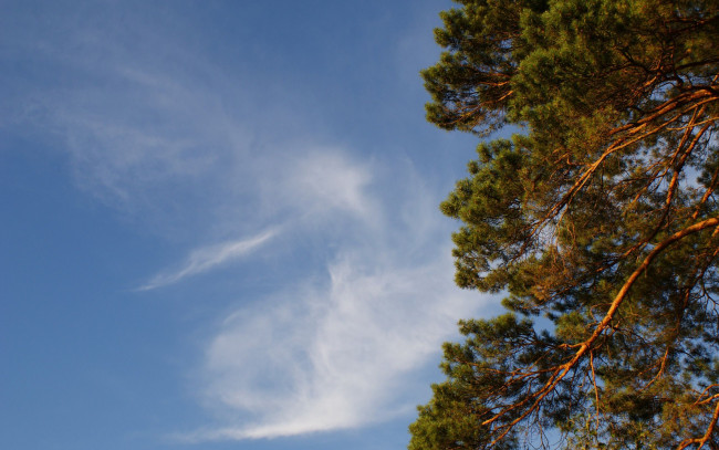 Обои картинки фото природа, деревья