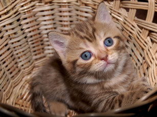 Картинка животные коты