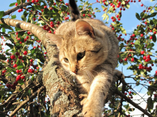 Картинка животные коты