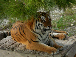 Картинка животные тигры