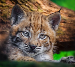 Картинка животные рыси кошка