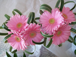 Картинка цветы герберы розовый