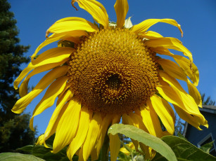 Картинка цветы подсолнухи подсолнух